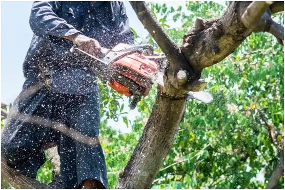 tree services Catoosa